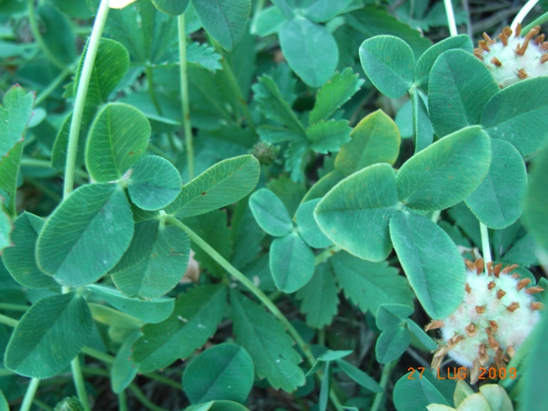 Trifolium fragiferum